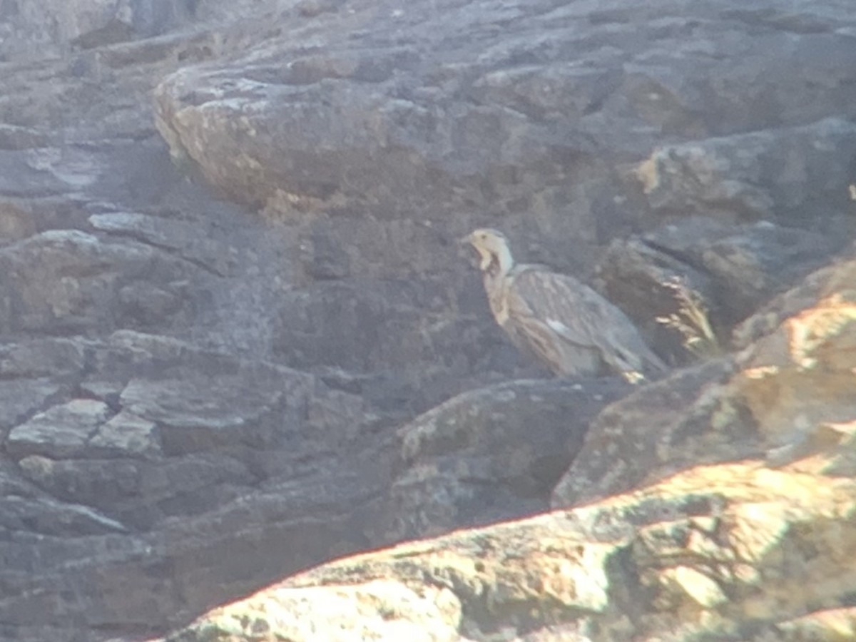 Himalayan Snowcock - ML251172451