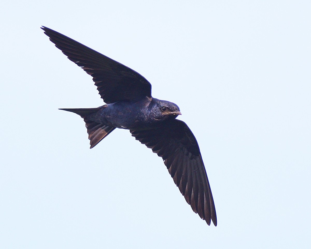 Purple Martin - Dana Siefer