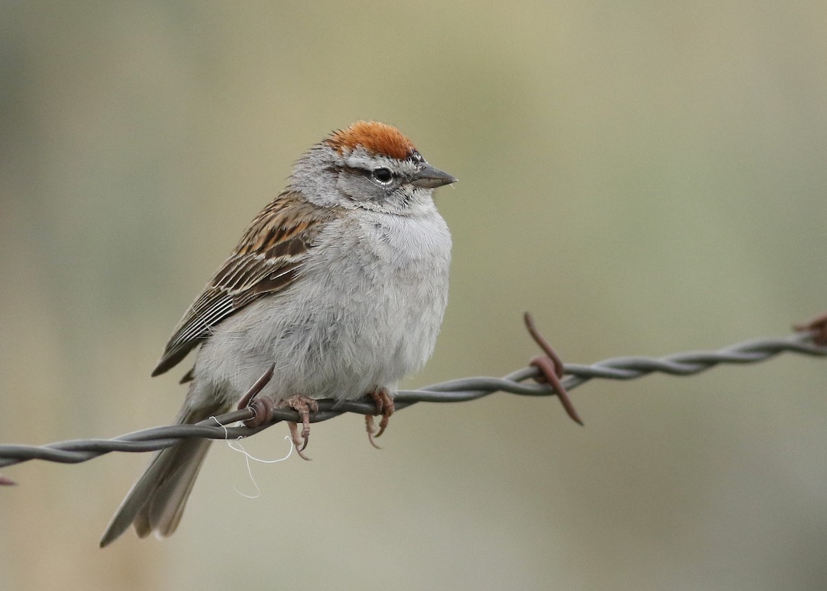 Chipping Sparrow - Matthew Eckerson