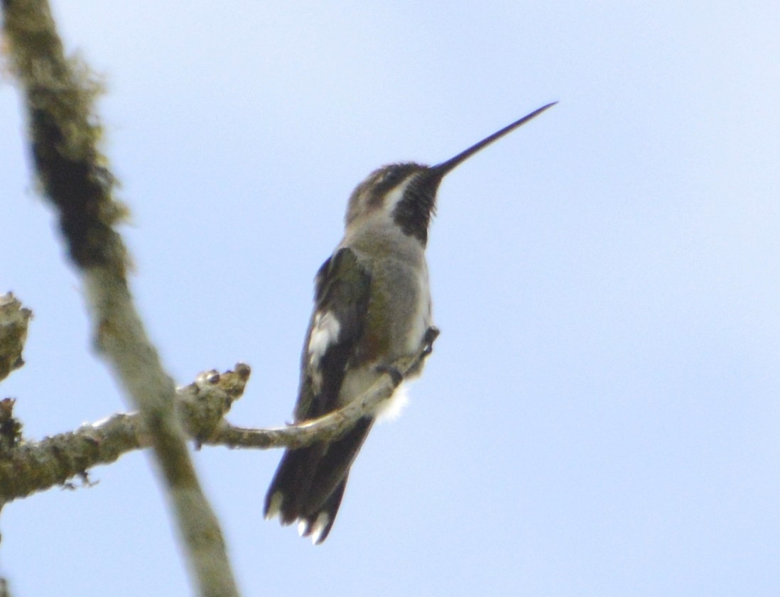 Plain-capped Starthroat - ML251176571