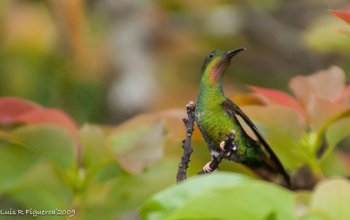 Colibrí Topacio - ML251180301