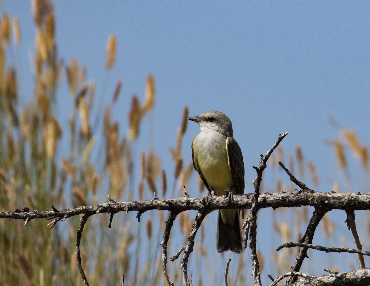 Western Kingbird - Kamella Boullé