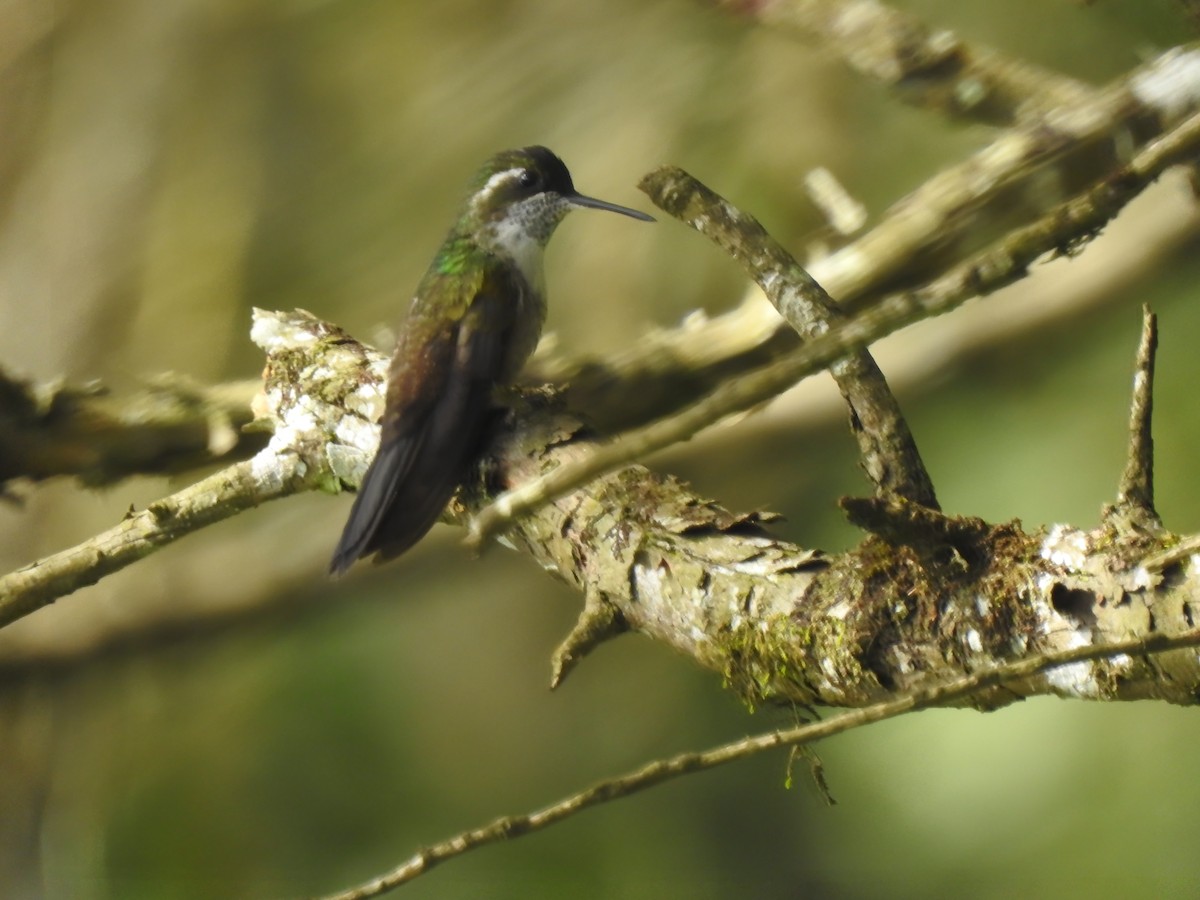 kolibřík salvadorský - ML251184281