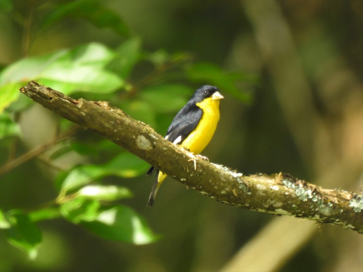 Lesser Goldfinch - Heidi  Viteri