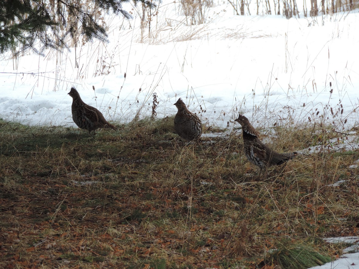 Ruffed Grouse - Dan Belter