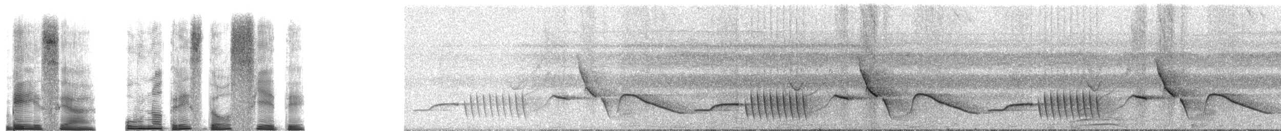 Troglodyte coraya - ML251186