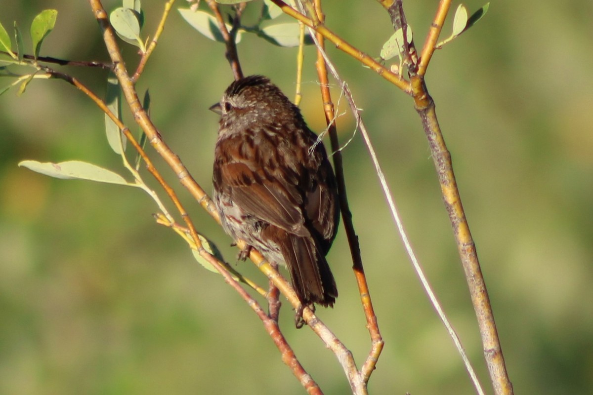 Song Sparrow (montana/merrilli) - Sean Cozart