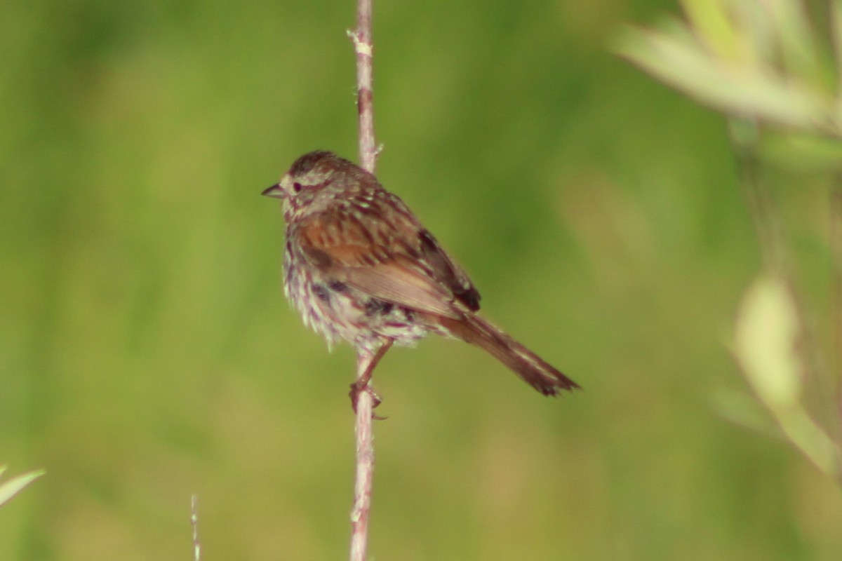 Song Sparrow (montana/merrilli) - ML251186031