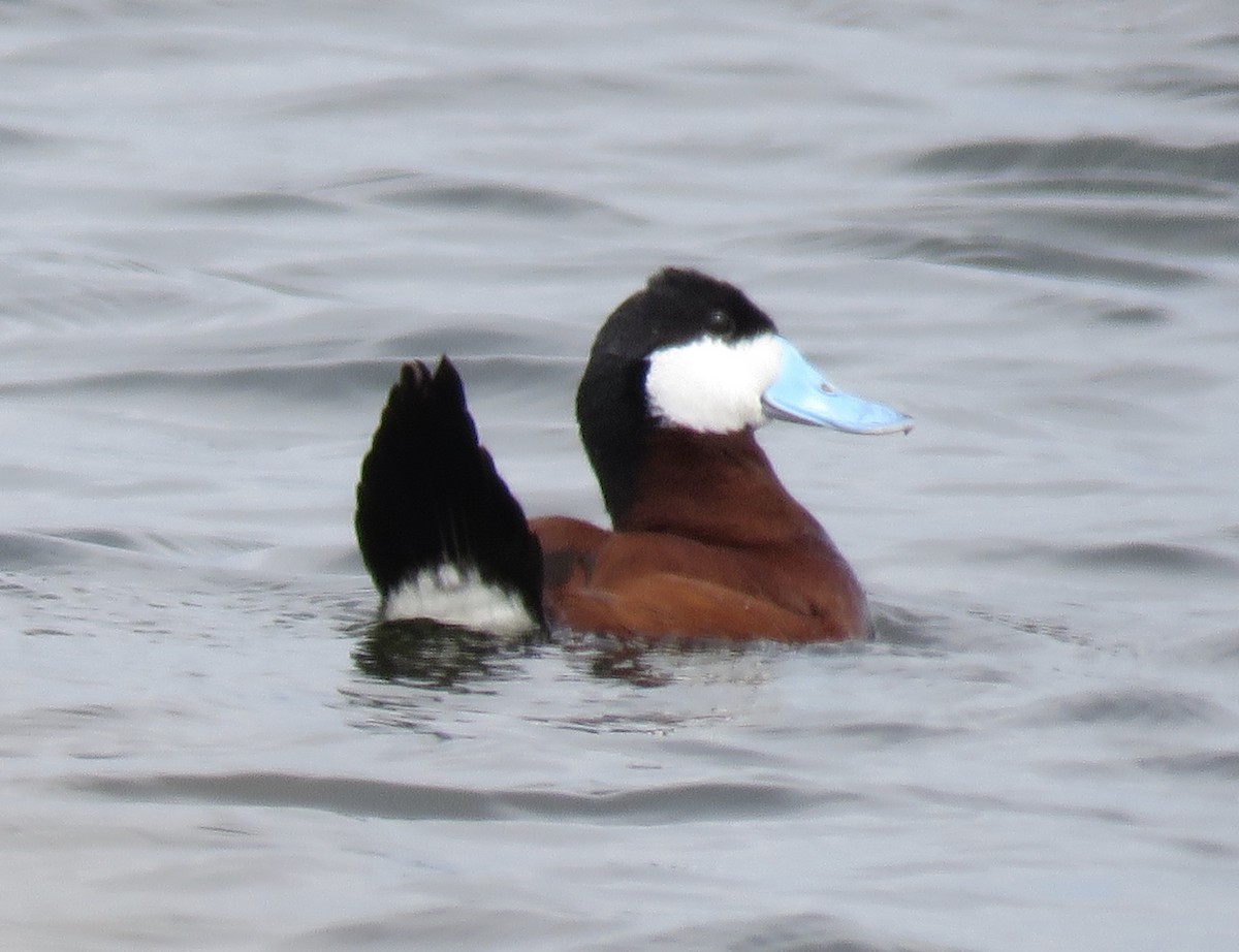 Ruddy Duck - ML251186261