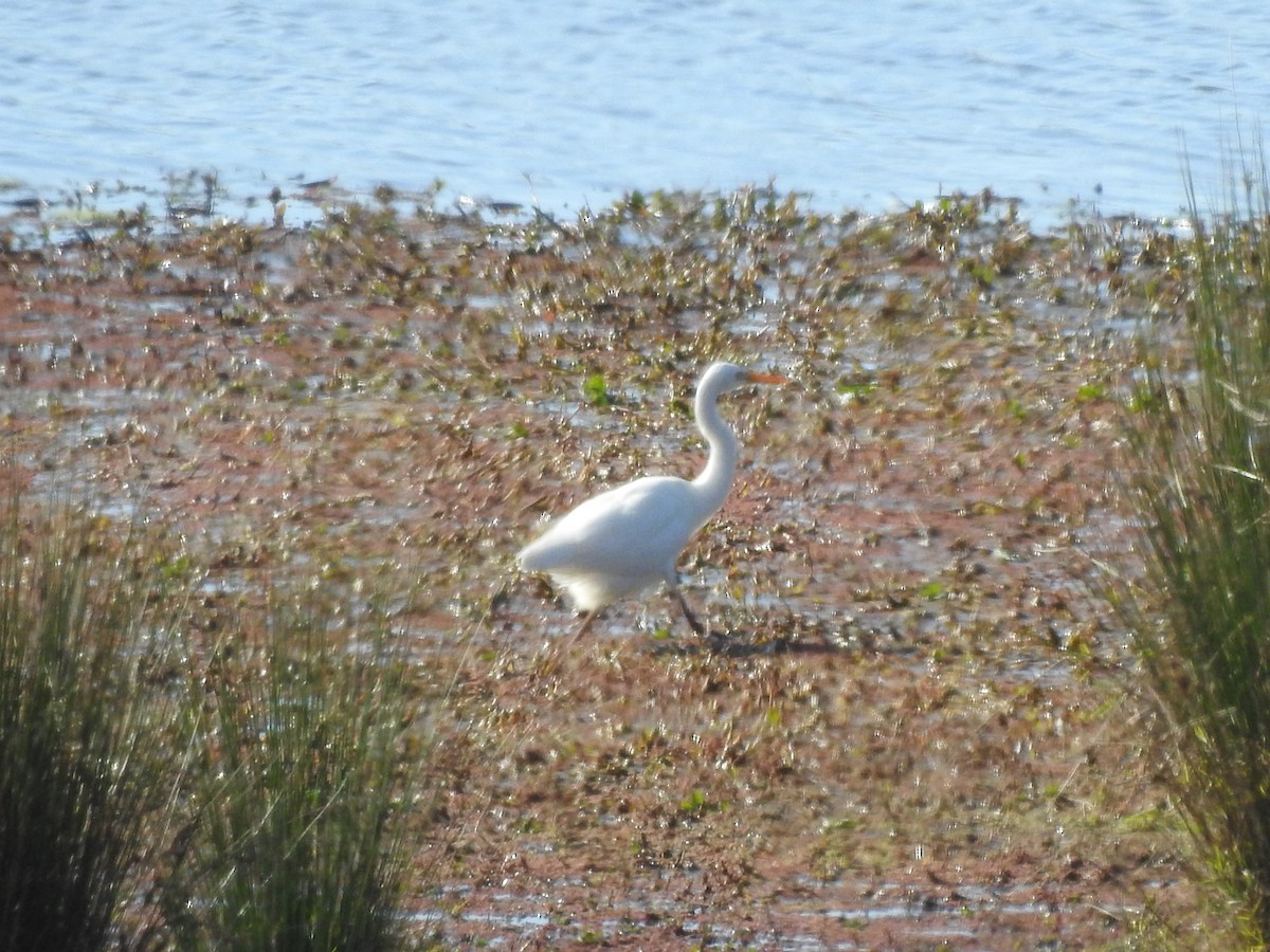 Plumed Egret - David Eddington