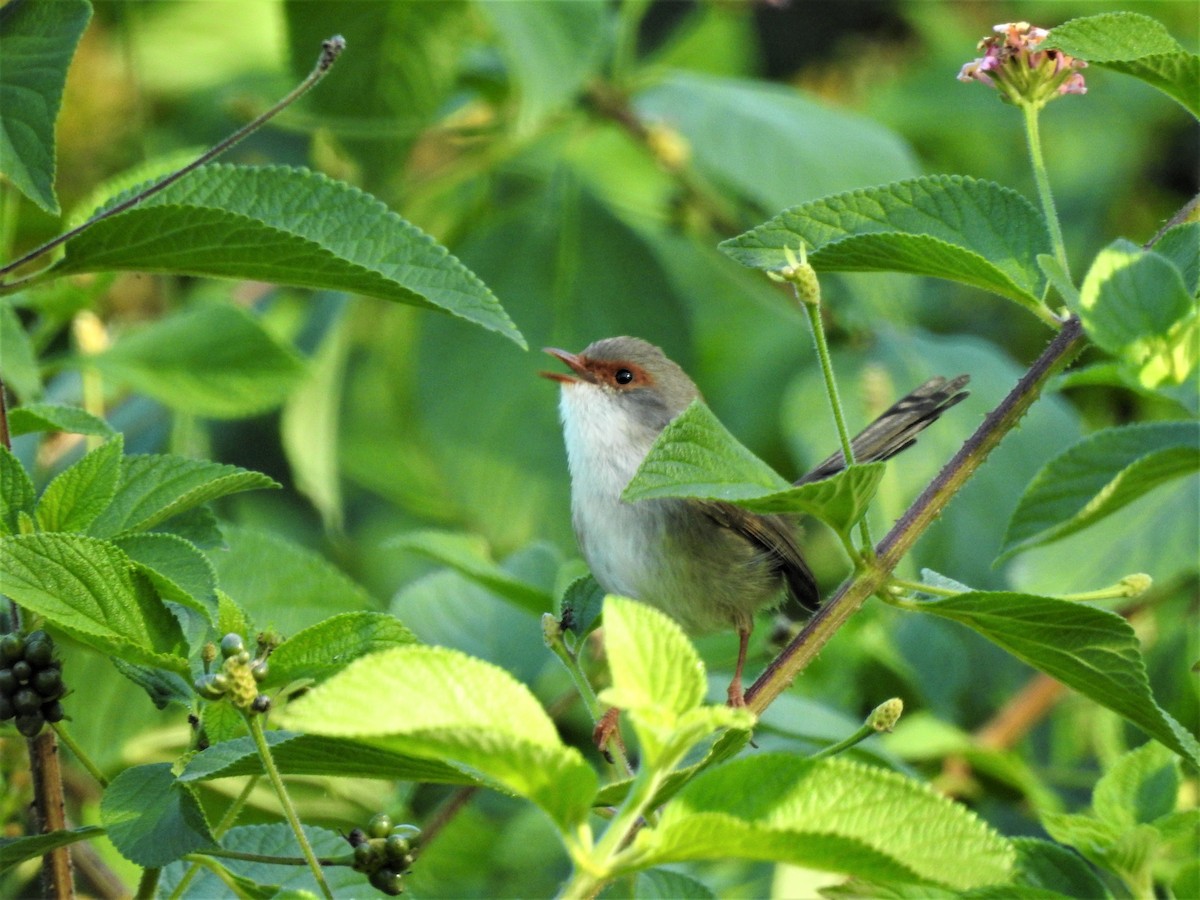 Superb Fairywren - David Eddington