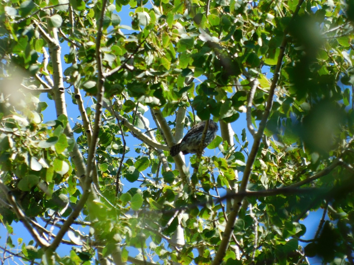 Northern Pygmy-Owl - ML251188551