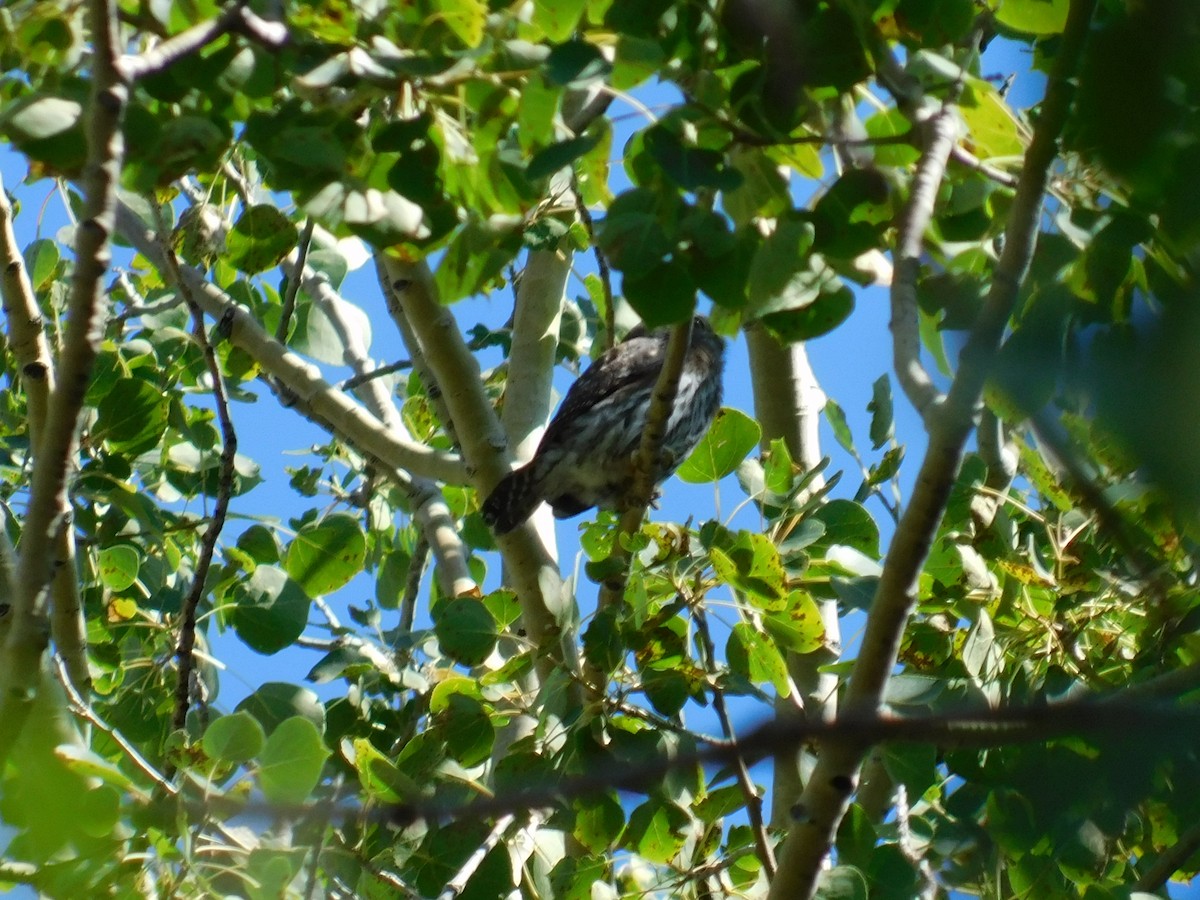 Northern Pygmy-Owl - ML251188591