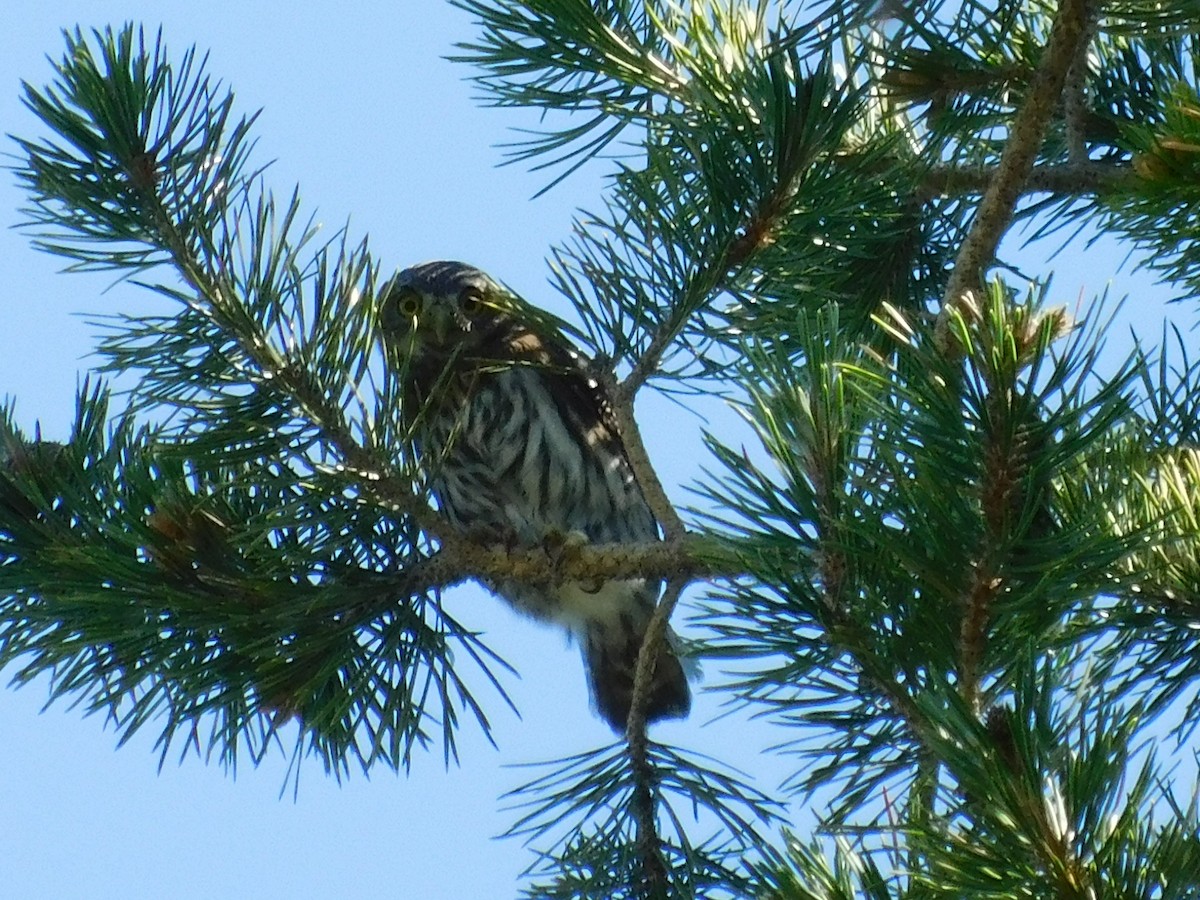 Northern Pygmy-Owl - ML251188651