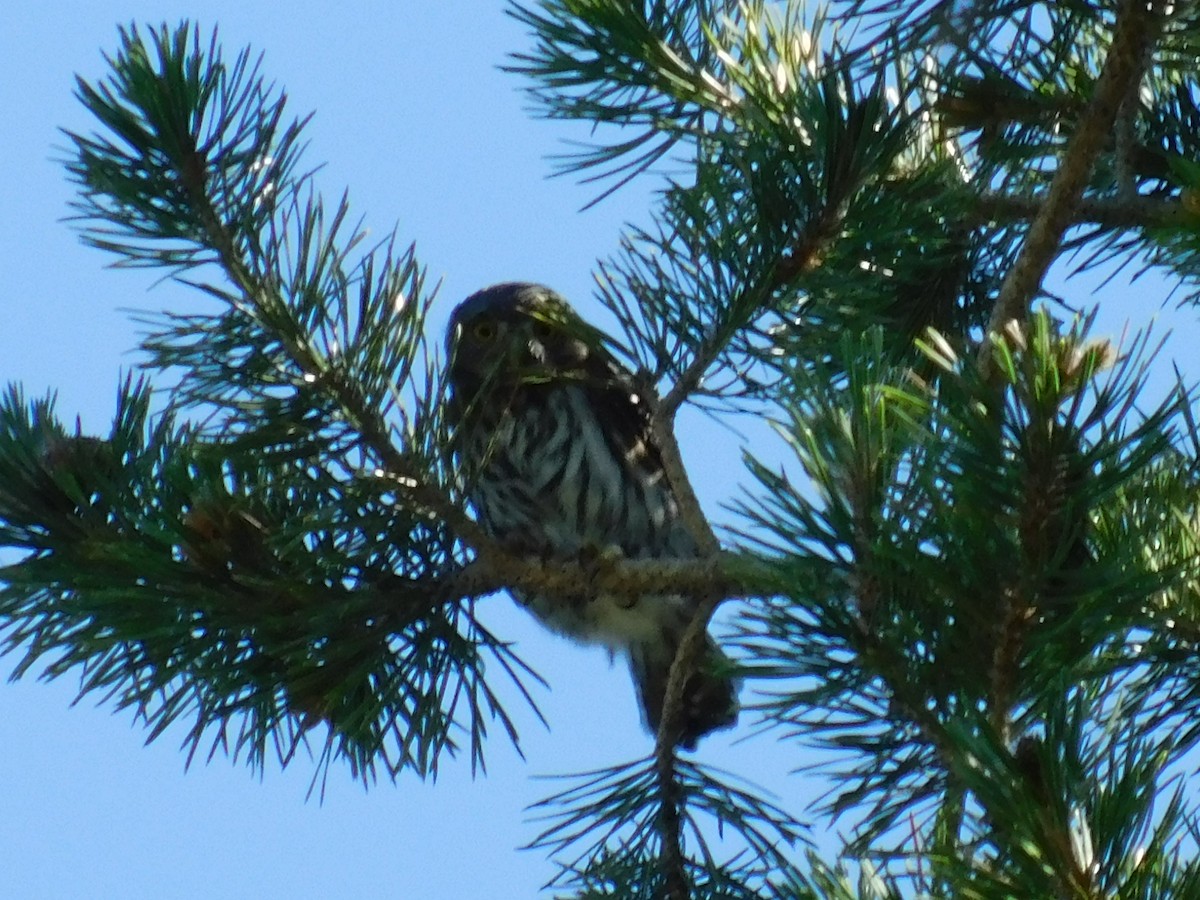 Northern Pygmy-Owl - ML251188741