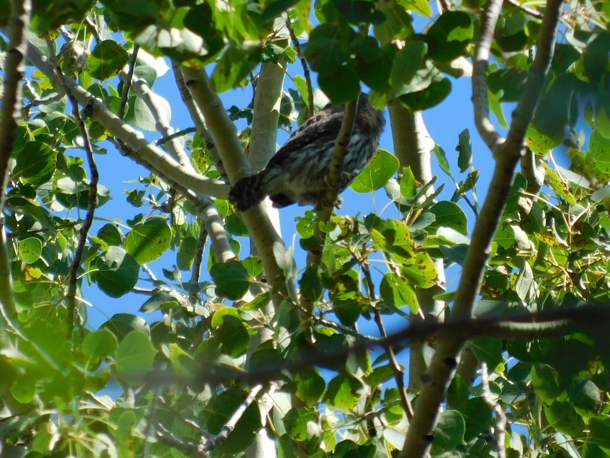 Northern Pygmy-Owl - ML251188781