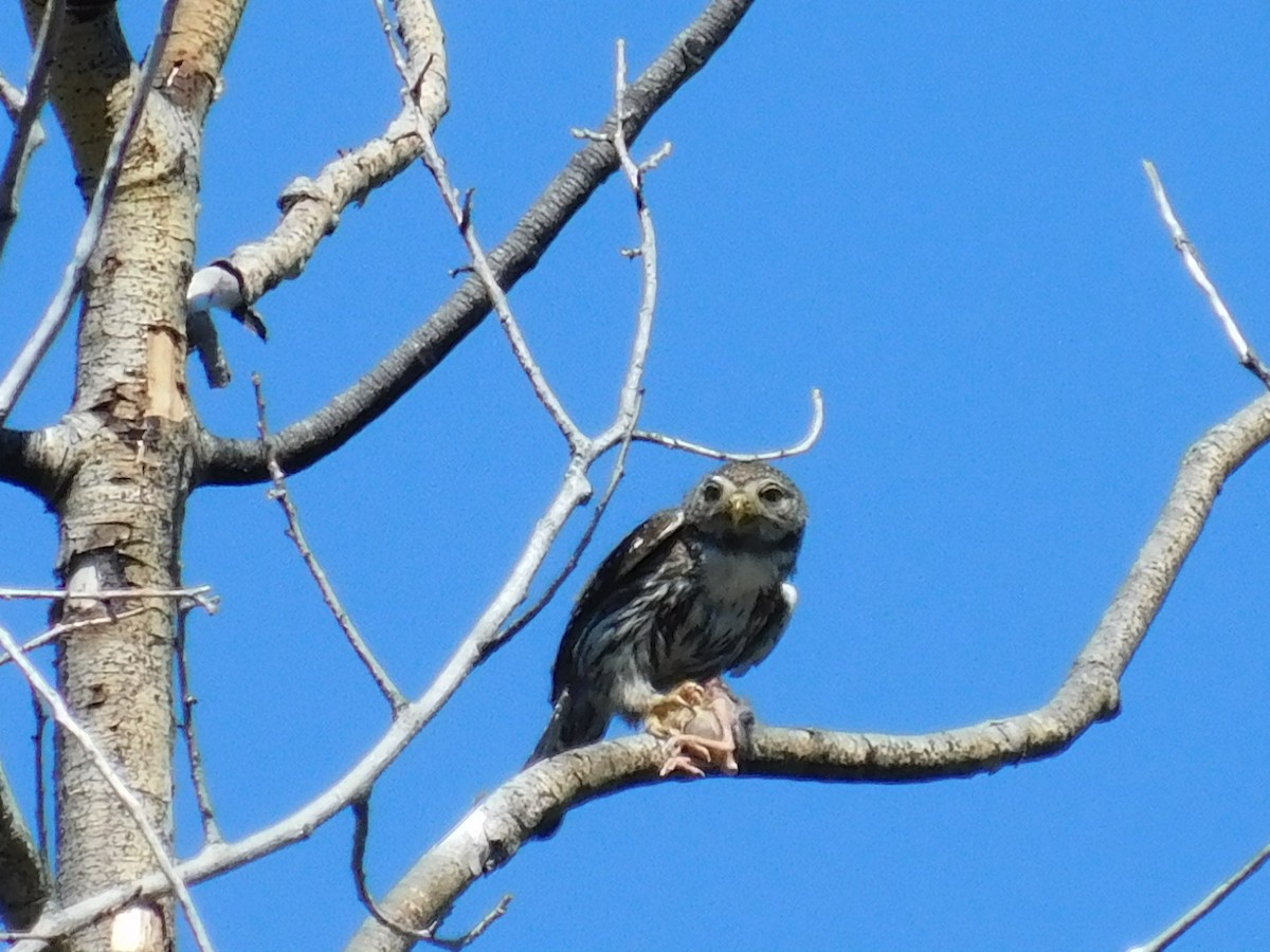 Northern Pygmy-Owl - ML251188871