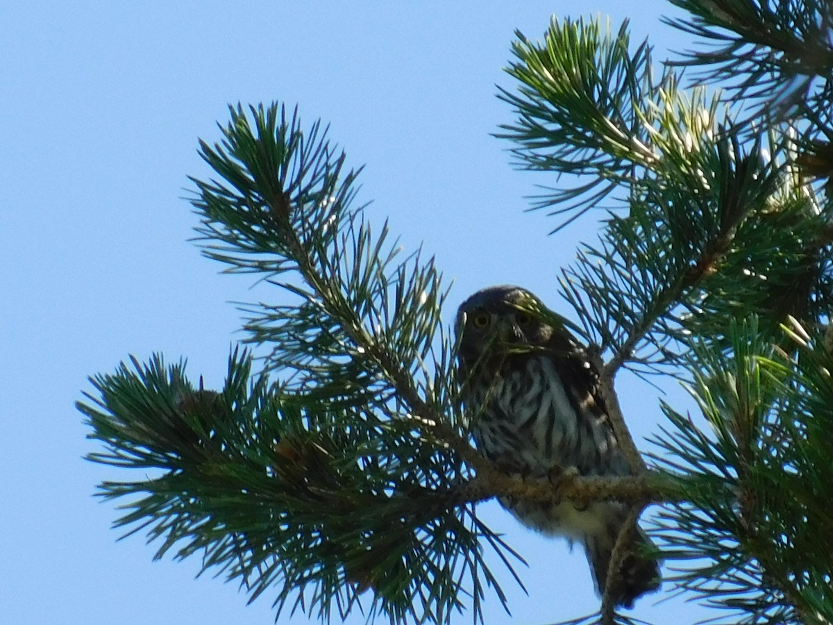 Northern Pygmy-Owl - ML251188881