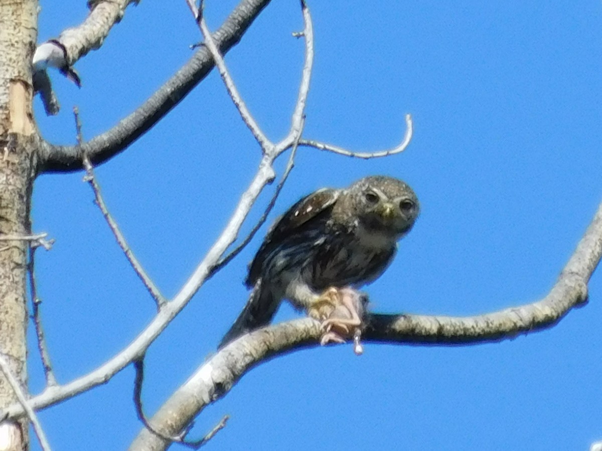 Northern Pygmy-Owl - ML251188931