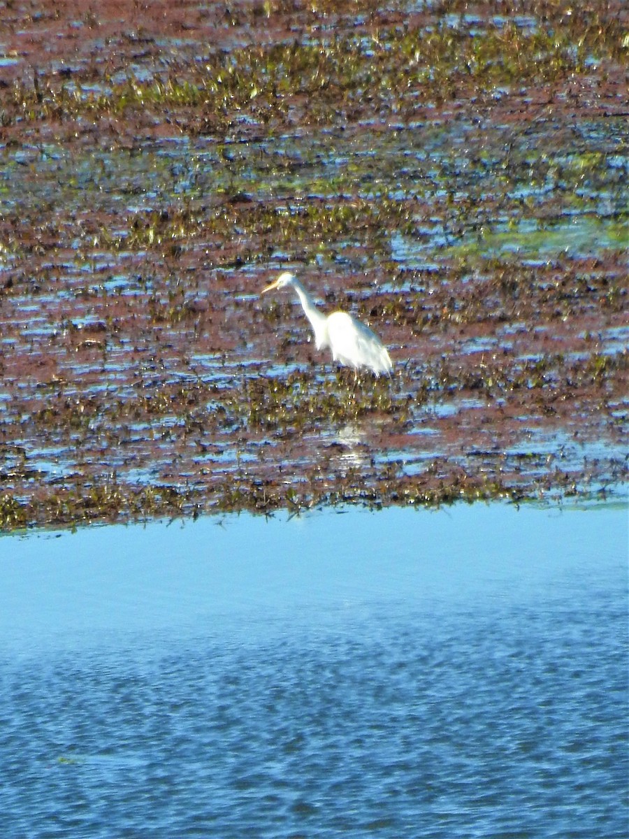 Plumed Egret - David Eddington