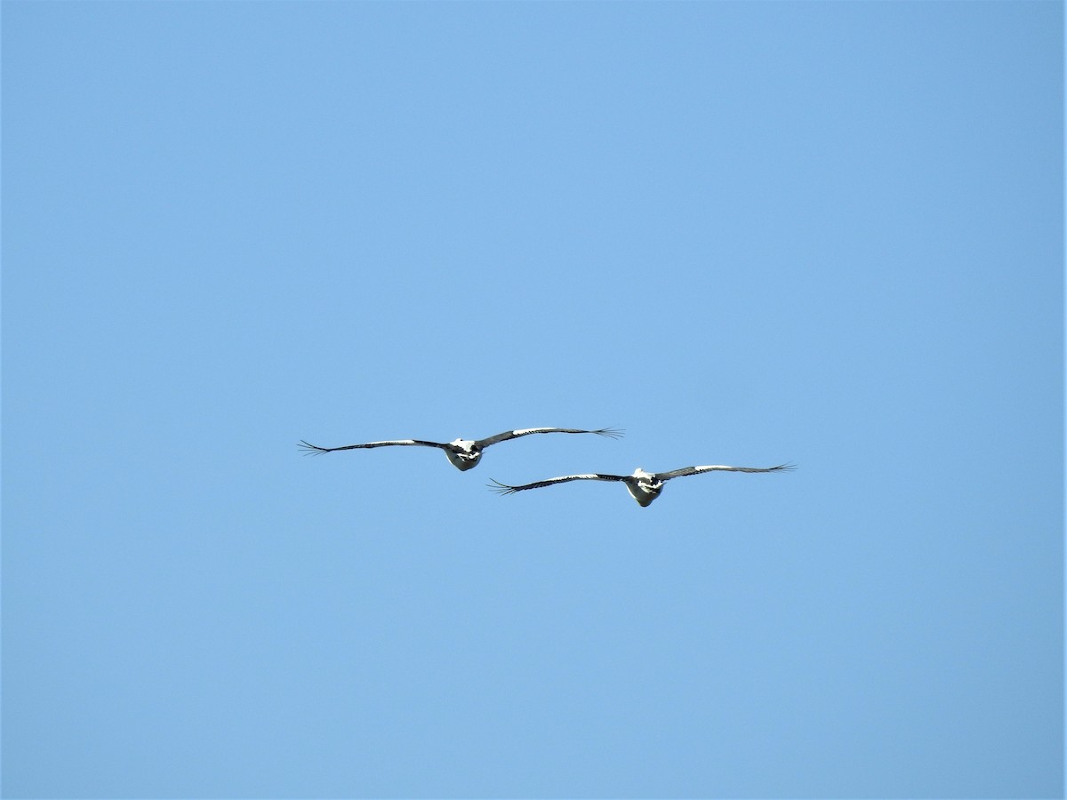 Australian Pelican - ML251189401