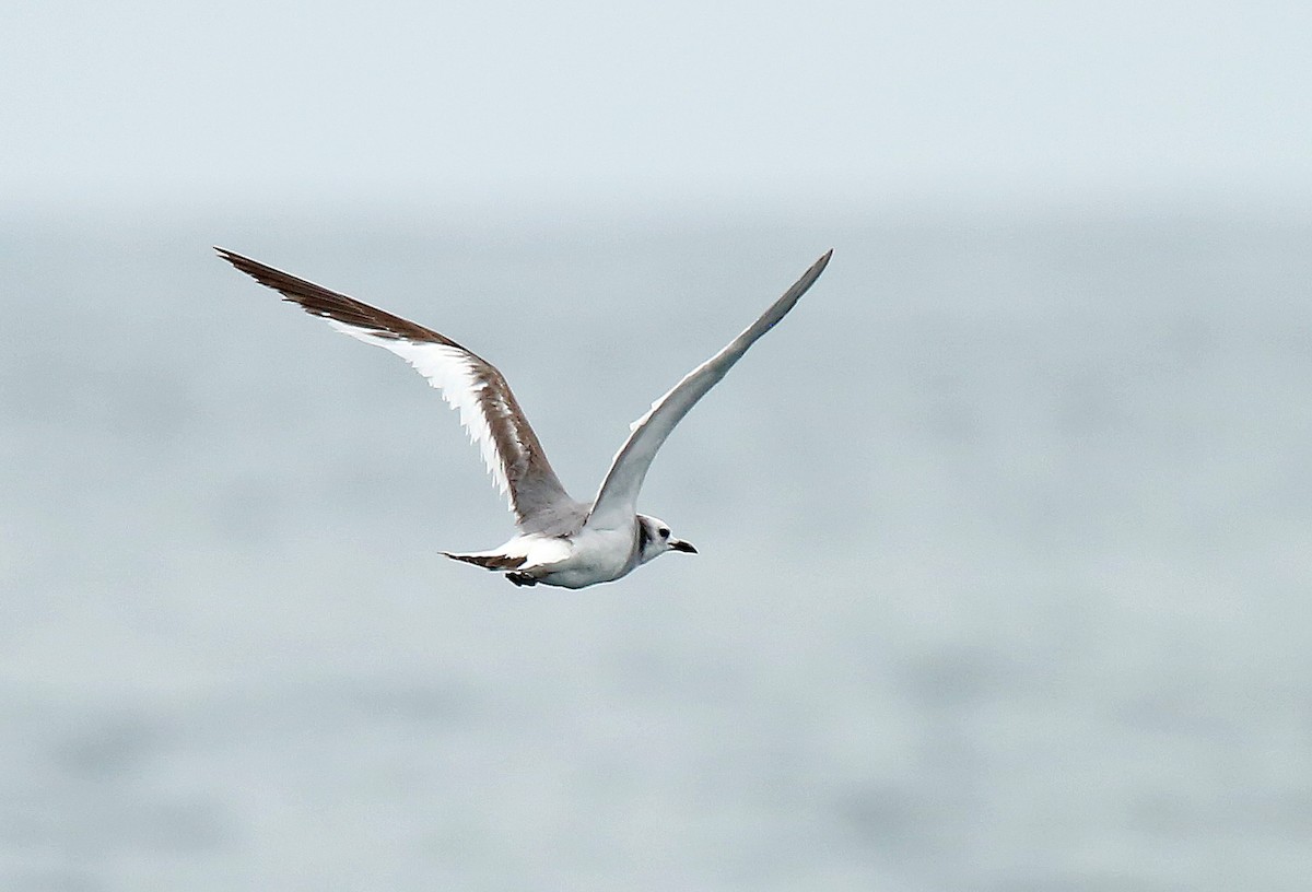 Sabine's Gull - Roger Ahlman