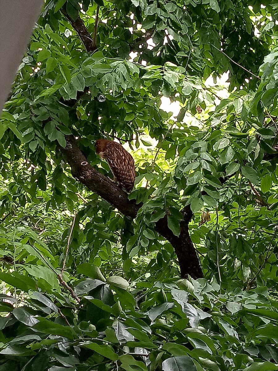 Philippine Eagle-Owl - ML251192131