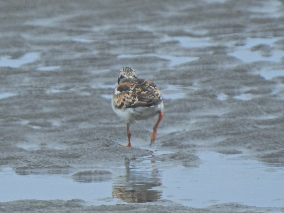 Ruddy Turnstone - ML251192221