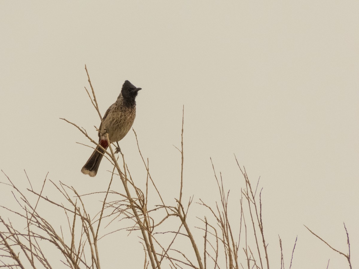 Red-vented Bulbul - ML251195241