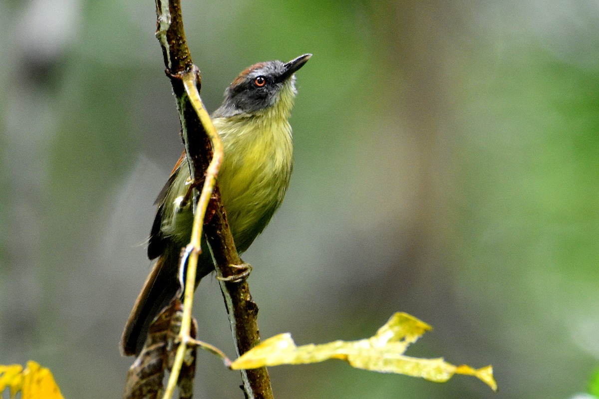 Pin-striped Tit-Babbler (Palawan) - ML251198081