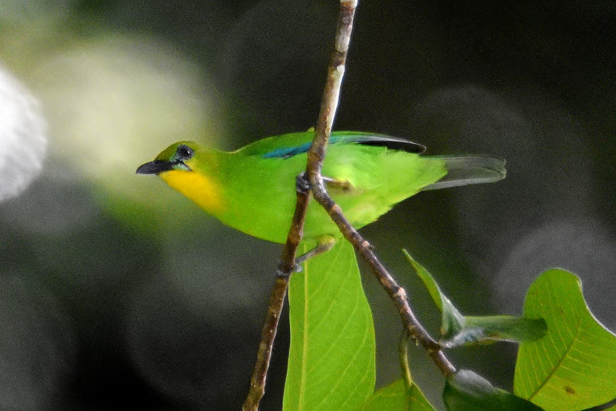Yellow-throated Leafbird - Chris Chafer