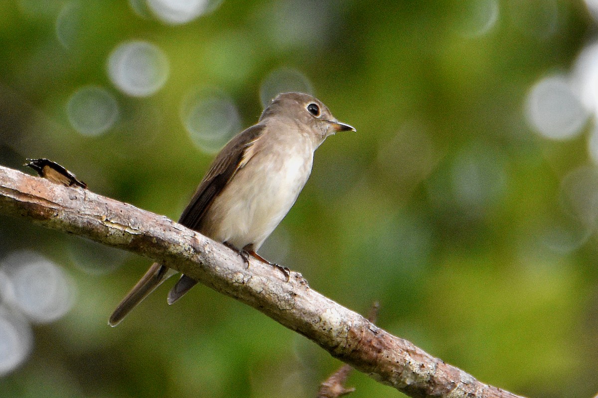 Asian Brown Flycatcher - Chris Chafer
