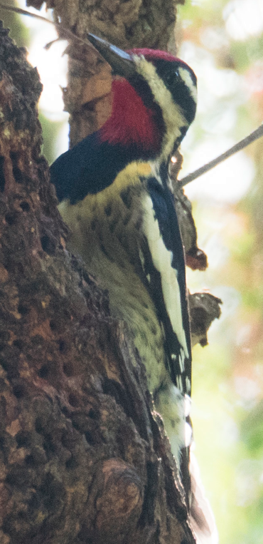 Yellow-bellied Sapsucker - ML25119861