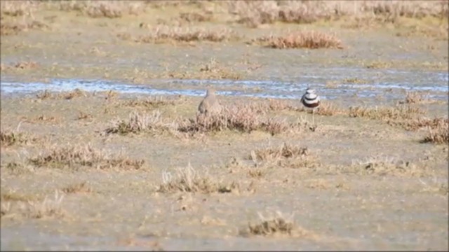 Double-banded Plover - ML251203111