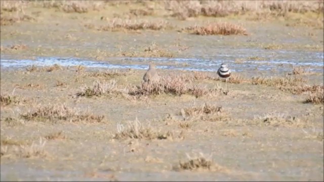 Double-banded Plover - ML251203111