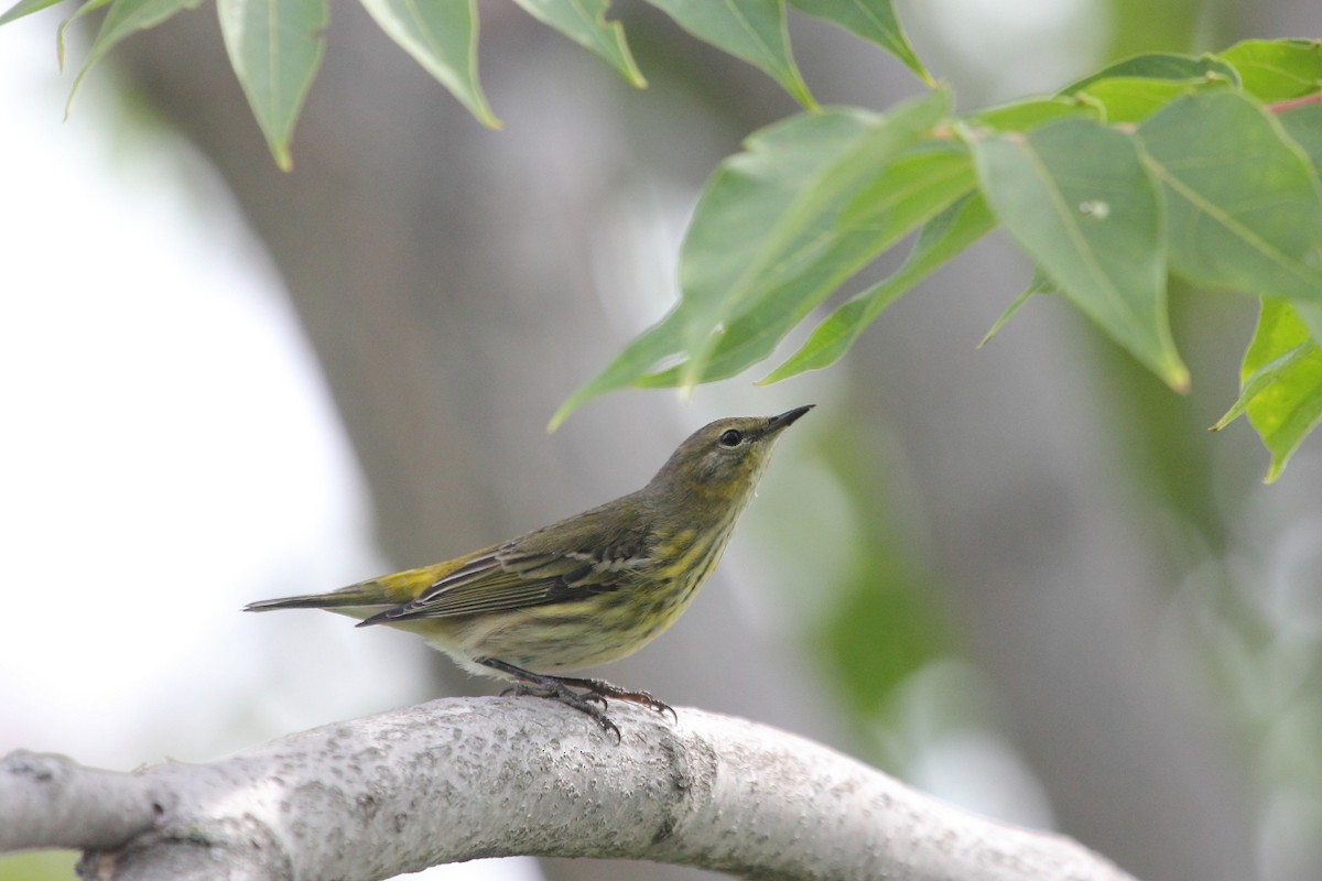 Cape May Warbler - ML25120421
