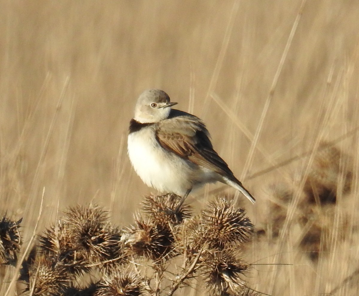White-fronted Chat - ML251205351