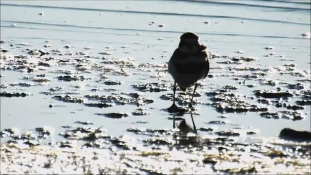 Double-banded Plover - ML251205361