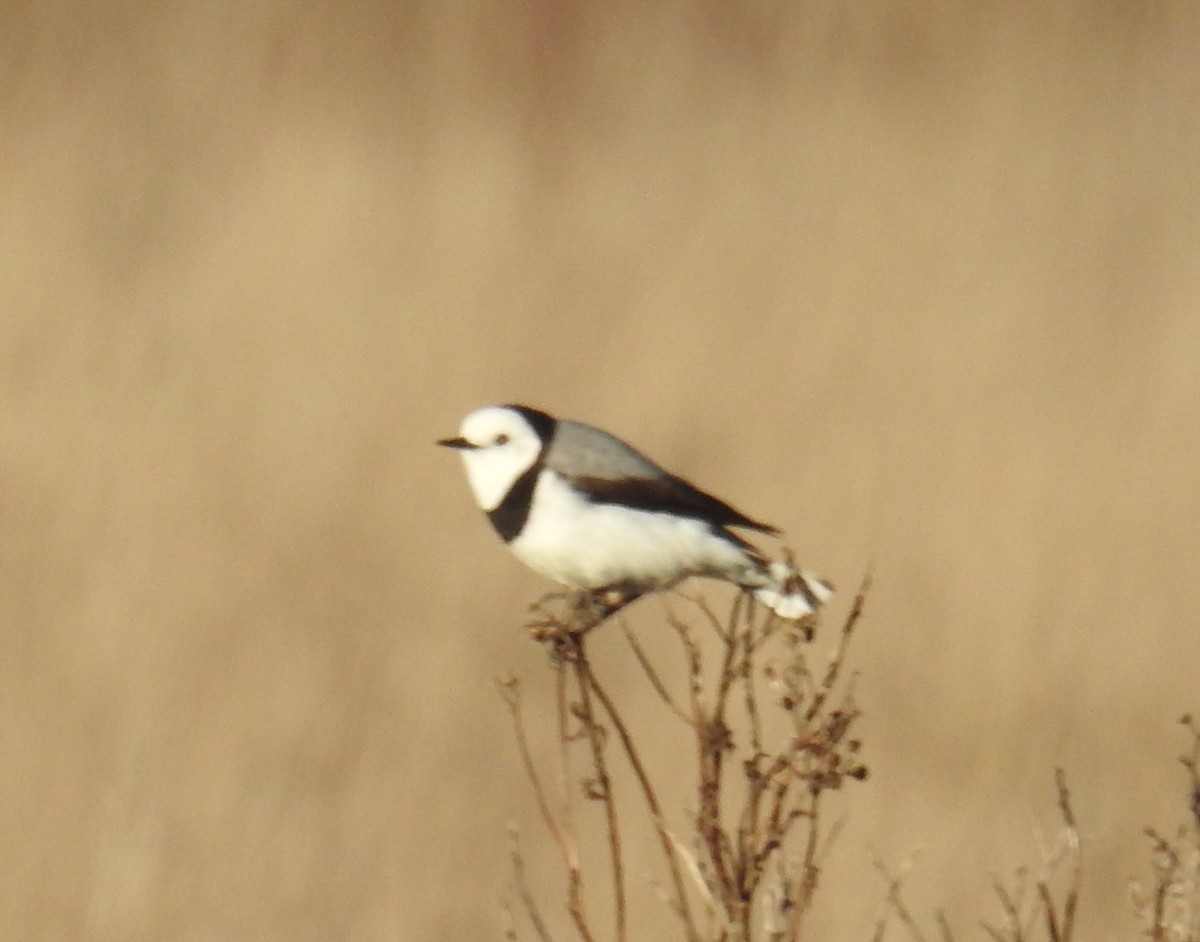 White-fronted Chat - ML251205371