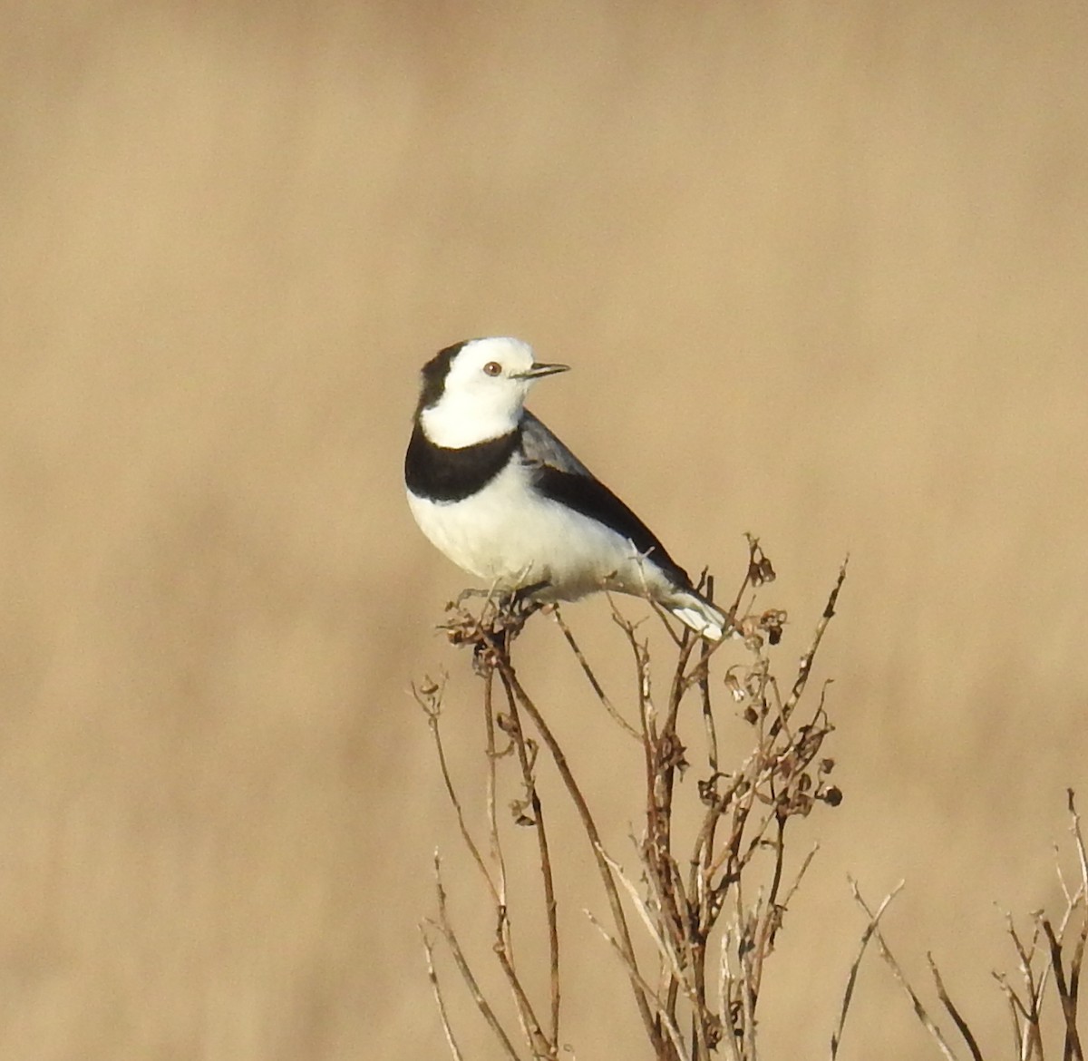 White-fronted Chat - ML251205381
