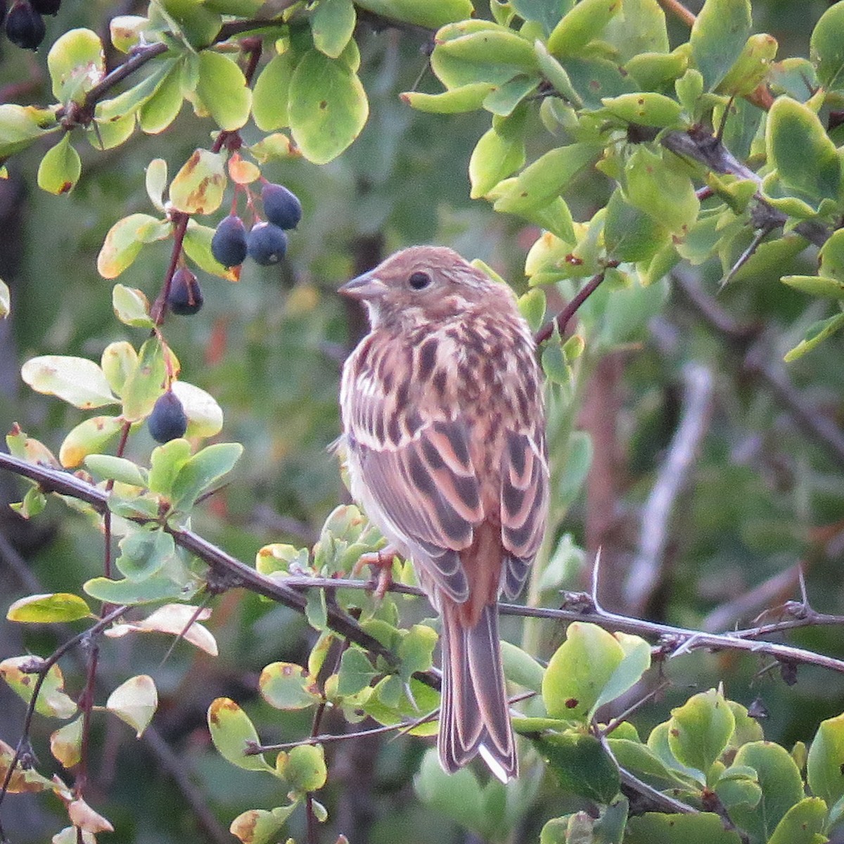 Pine Bunting - ML251206091