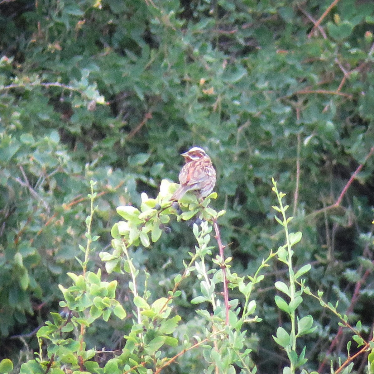 Pine Bunting - ML251206101