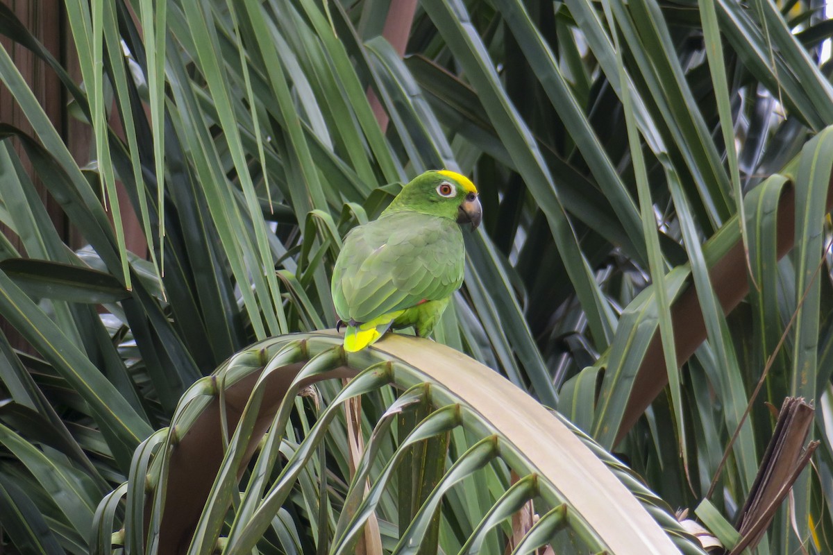 Yellow-crowned Parrot - David Howe & Rosanne Dawson