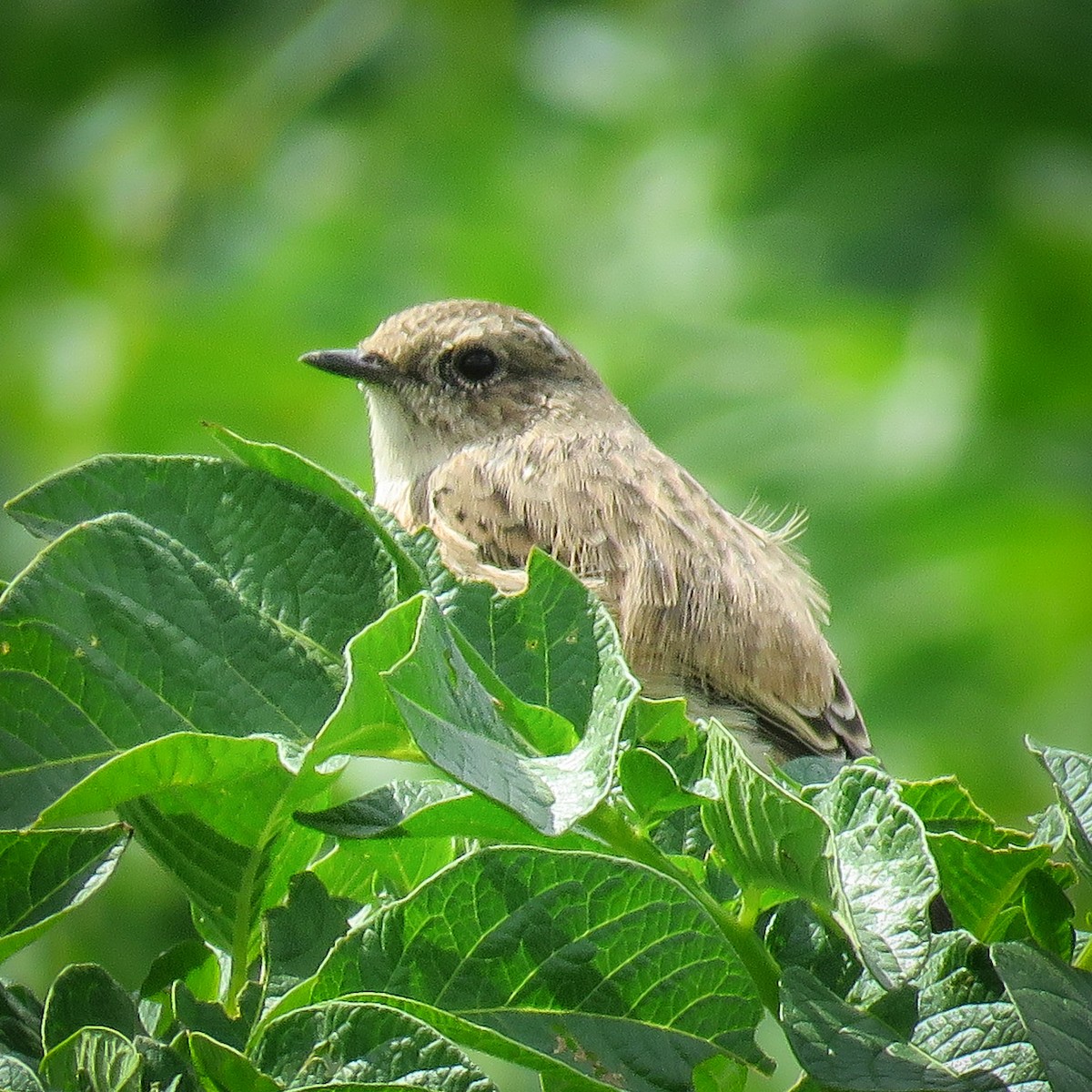 Siberian Stonechat - ML251206641