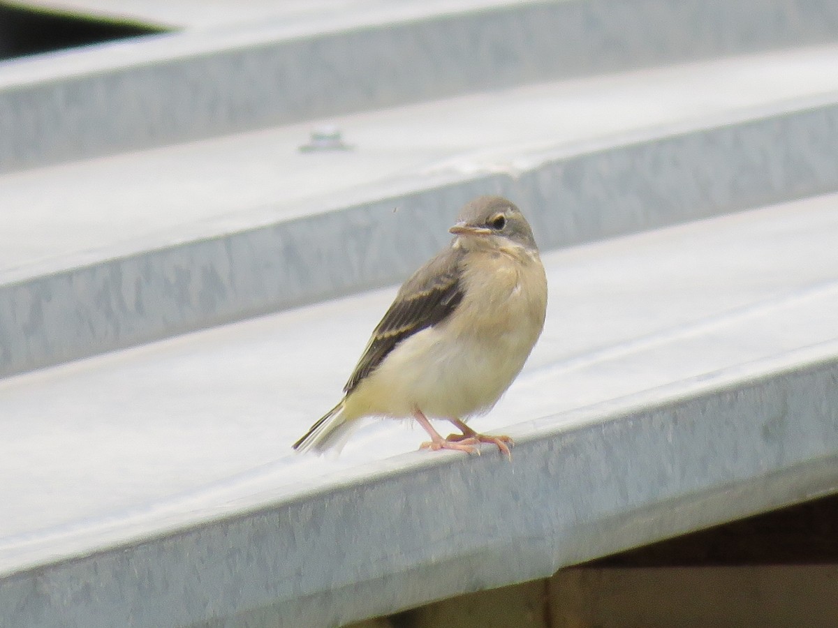 Gray Wagtail - ML251206861