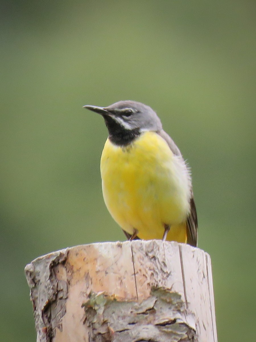 Gray Wagtail - ML251206871