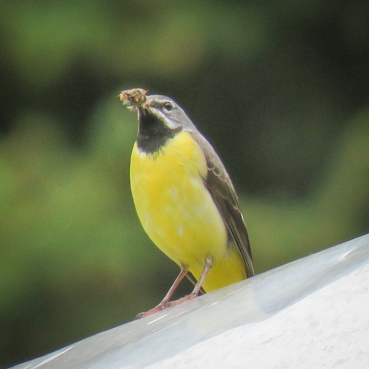 Gray Wagtail - ML251206881