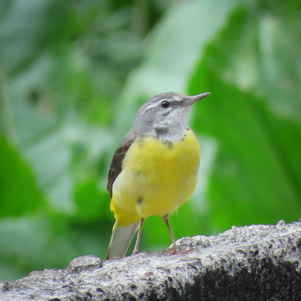 Gray Wagtail - ML251206891