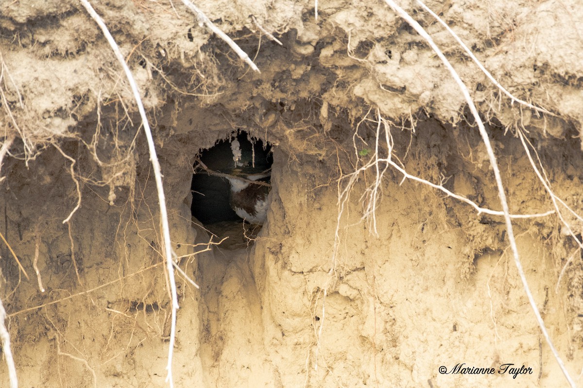 Belted Kingfisher - ML251207121