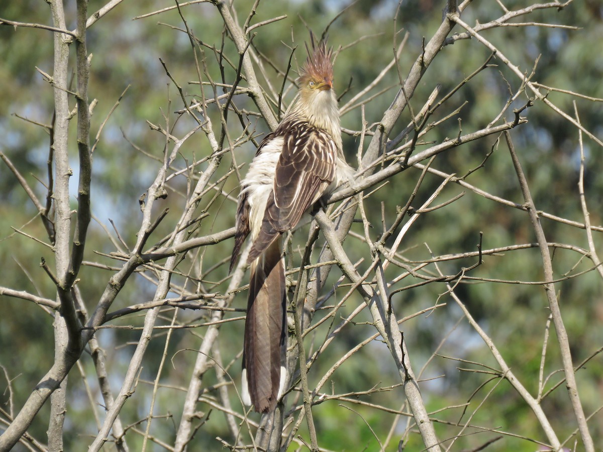 Guira Cuckoo - Romeu Gama